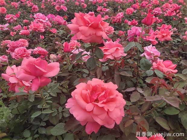 月季之韻，邂逅世間絕美的花中皇后(圖2)