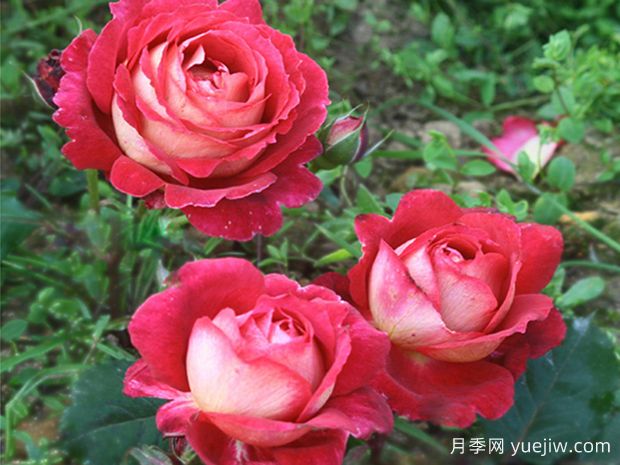馬薩德醫(yī)生月季零差評(píng)，美麗芳香近乎完美(圖1)