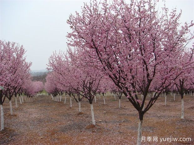 北方城市園林植物八品，一起來細(xì)品(圖1)