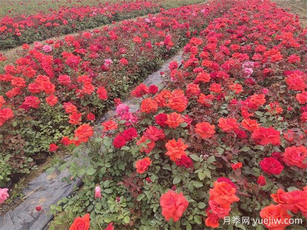 2024年上半年月季養(yǎng)護要點(圖2)