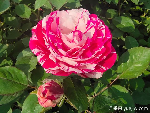 一文教你區(qū)分月季、玫瑰和薔薇的細(xì)微差別(圖1)