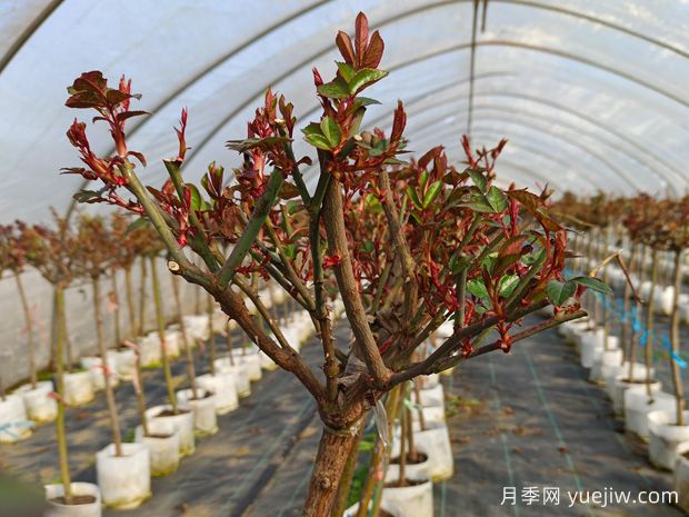 早春養(yǎng)月季，澆水抹芽施肥，生長開花不用愁(圖2)