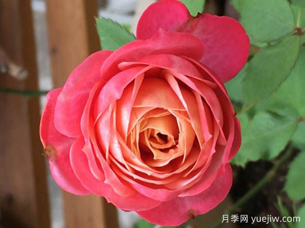 陽(yáng)臺(tái)經(jīng)典盆栽月季品種推薦(圖3)
