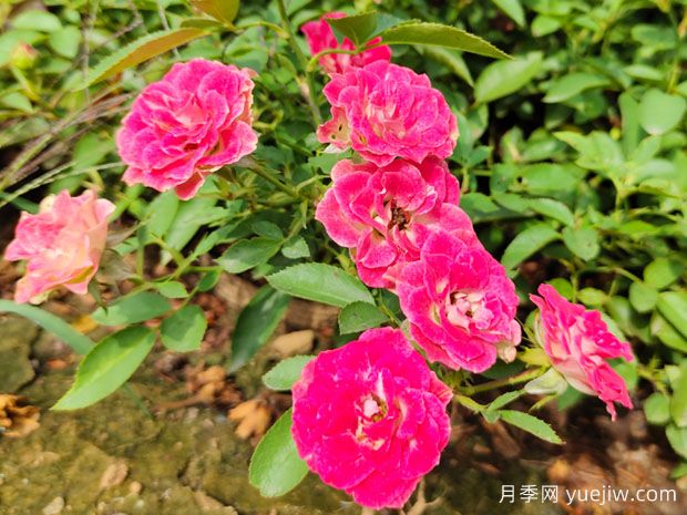 精挑細(xì)選30個(gè)迷你月季品種，用于小空間景觀(圖3)