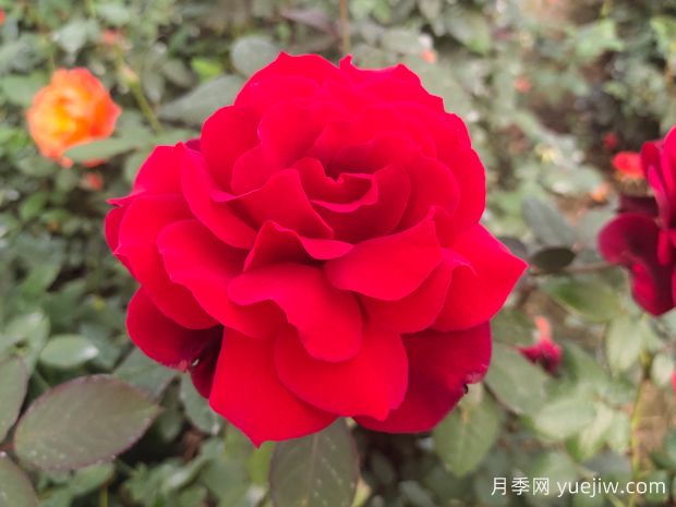 新手如何養(yǎng)好月季花？(圖1)