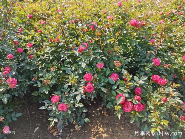 怎樣才能讓月季開(kāi)更多的花嗎？花芽分化后怎么施肥？(圖1)