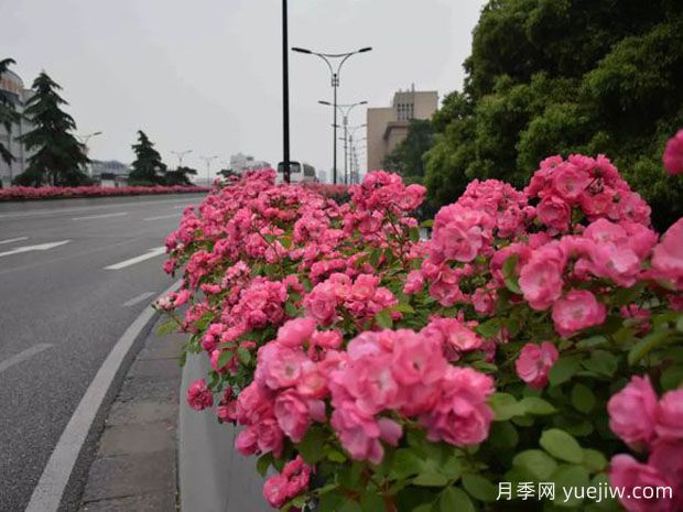 為何城市綠化帶都開(kāi)始大規(guī)模栽植月季花？(圖2)