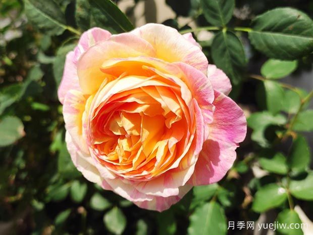 莫奈月季的優(yōu)缺點是什么？介紹(圖1)