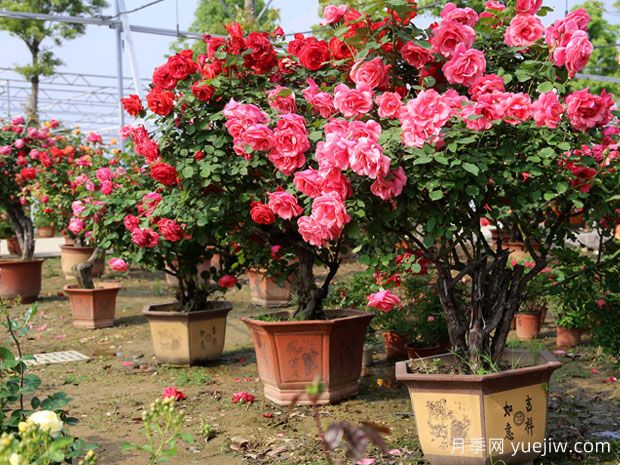 ?樹狀月季春季花后修剪攻略，復(fù)花靠剪(圖1)