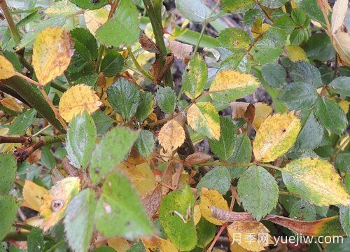 月季葉子發(fā)黃一碰就掉怎么補救？(圖1)
