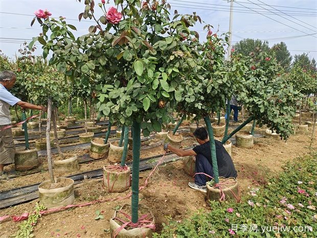 月季樹嫁接一般用什么樹種？月季樹的嫁接要點介紹(圖1)