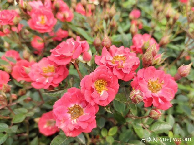 建個月季小花園，種盆栽月季，品茶賞花(圖1)