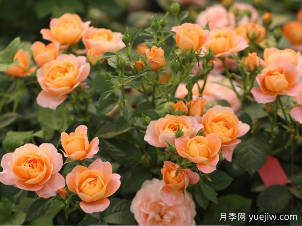 建個月季小花園，種盆栽月季，品茶賞花(圖2)