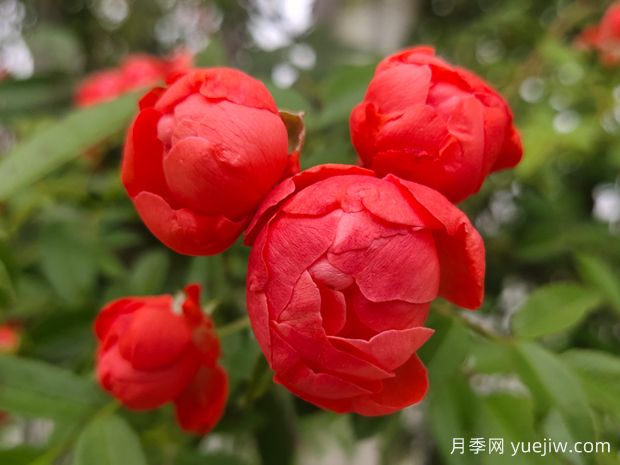 甜蜜紅木香，耐寒耐旱好養(yǎng)易活攀爬能力強(圖1)
