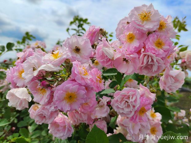 月季、玫瑰、薔薇有何區(qū)別？(圖2)