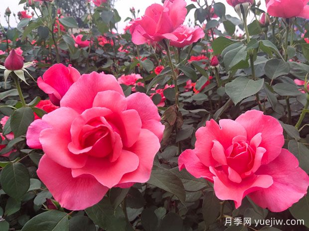 月季、玫瑰、薔薇有何區(qū)別？(圖4)