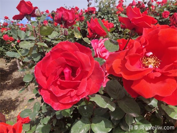 月季、玫瑰、薔薇分別是什么？如何區(qū)別？(圖1)