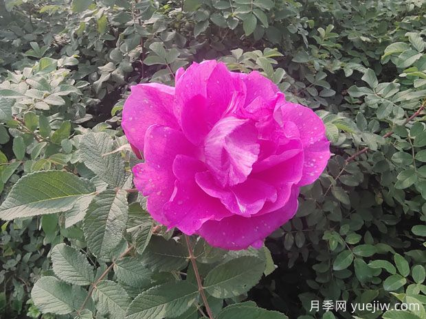 月季、玫瑰、薔薇分別是什么？如何區(qū)別？(圖3)
