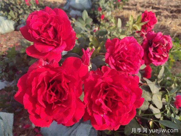4月份適合種什么花？四月份種什么花好？(圖1)