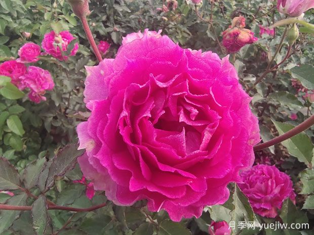 天方夜譚月季，讓陽臺芬芳四溢(圖1)