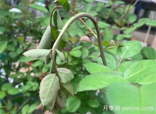頸蜂，月季頭號蟲害(圖1)