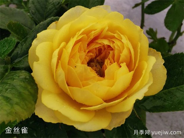微型月季金絲雀優(yōu)缺點都不少，養(yǎng)護(hù)做好兩個點花開不斷(圖1)