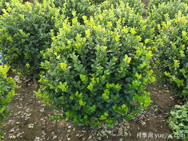 苗木九大傷根難題，你了解幾個？(圖1)