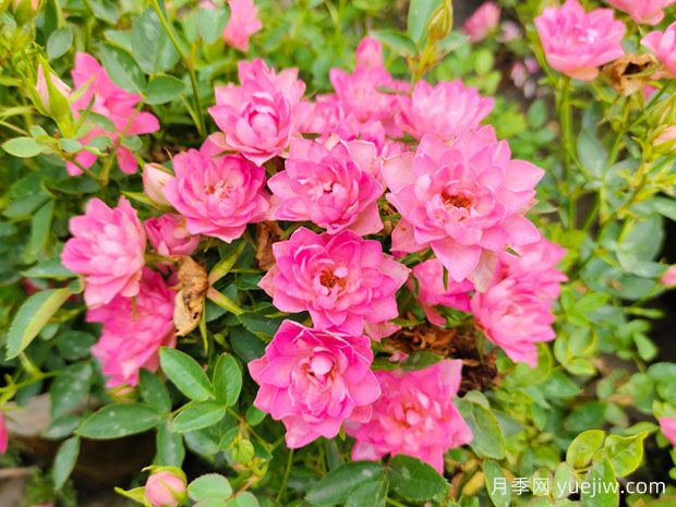 熱門網(wǎng)紅月季品種，一年能開8個月，花大香濃(圖3)