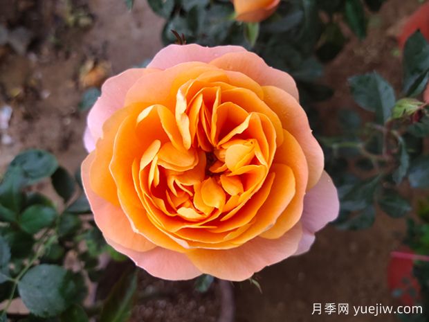 什么品種的月季花好看好養(yǎng)？ (圖1)