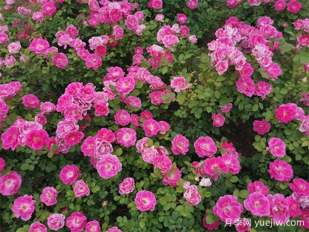 豐花月季和切花月季有什么區(qū)別？ (圖1)