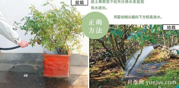 一文匯總種好月季的所有秘訣！(圖3)