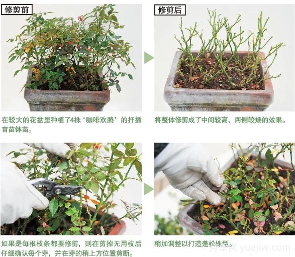 一文匯總種好月季的所有秘訣！(圖4)
