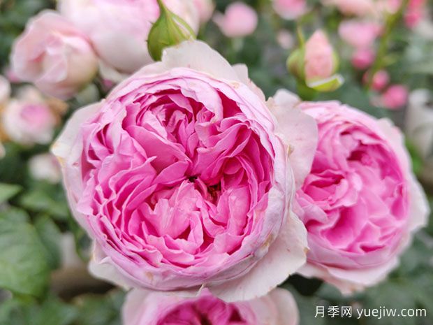 為什么你的盆栽盆栽不開花？導(dǎo)致月季不開花的原因(圖1)