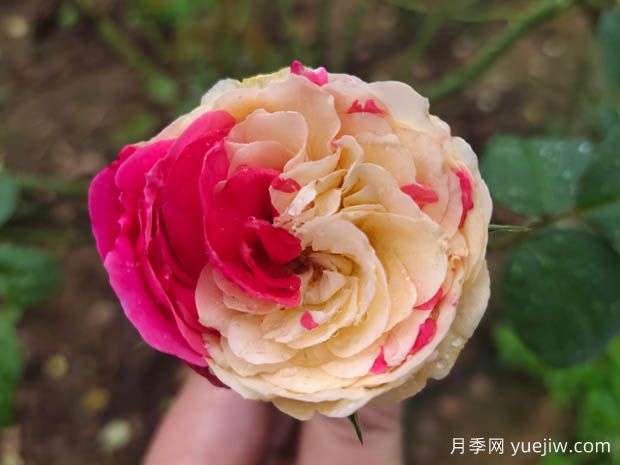 風(fēng)月月季難養(yǎng)嗎？值不值得入(圖1)