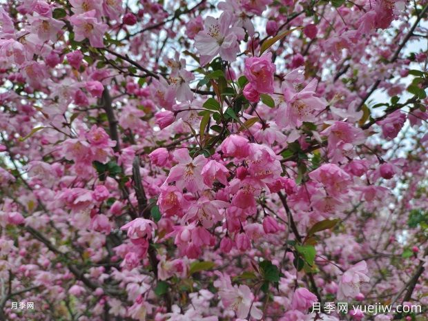 海棠花養(yǎng)護(hù)秘籍，打造繁花似錦的美景(圖1)