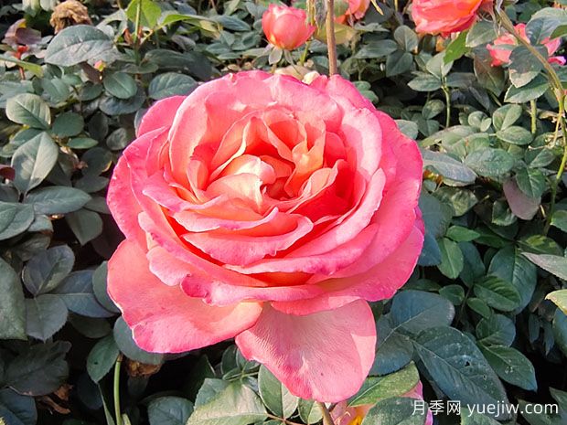 月季花與生活：色彩盛宴，點(diǎn)綴生活美好(圖1)
