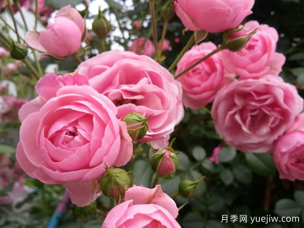 大游行、艾拉絨球、粉色達(dá)芬奇，藤本月季的比較(圖3)