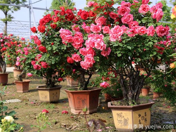 因為這二點，一些花友棄養(yǎng)月季花(圖1)