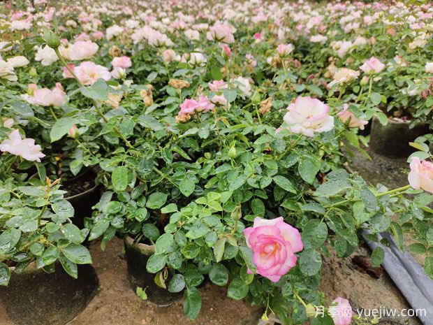 陽(yáng)臺(tái)種月季為什么有紅蜘蛛(圖1)