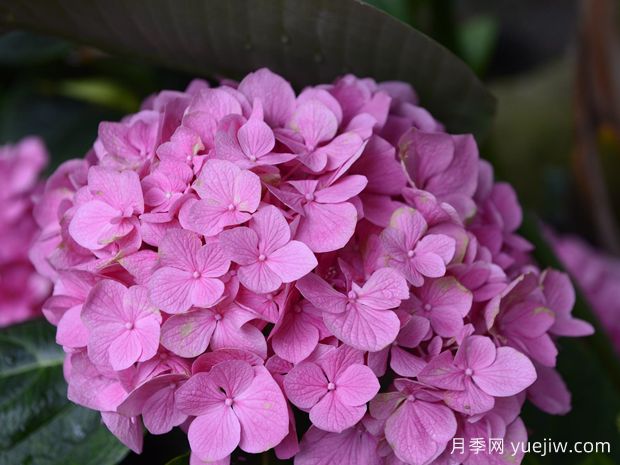 春季繡球小苗，7點打理辦法花開不停(圖1)