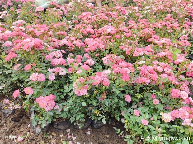月季花大膽去追肥，以磷鉀肥為主促進開花量(圖2)