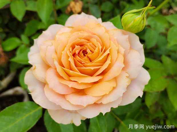 幾十個好看的月季花品種，看看有沒有你喜歡的(圖3)