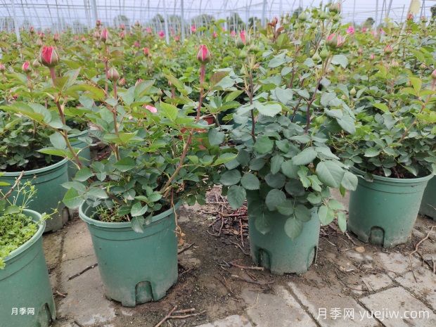 月季花殺手莖蜂來襲，成蟲幼蟲2大防治方向(圖1)
