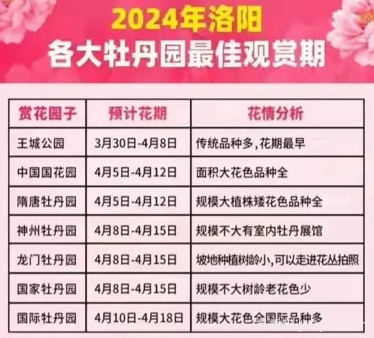 2024年洛陽牡丹絢爛綻放，誰與爭鋒？(圖1)