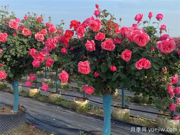 庭院一定要種植兩棵樹(shù)狀月季，花量大韻味十足(圖1)