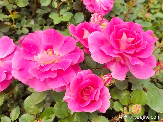 月季花的奧秘：種植、養(yǎng)護(hù)與注意事項(圖1)