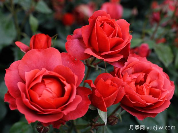 21朵玫瑰：不只是浪漫，還藏著這些深意(圖1)