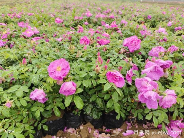 玫瑰花和月季花到底有何不同？(圖1)