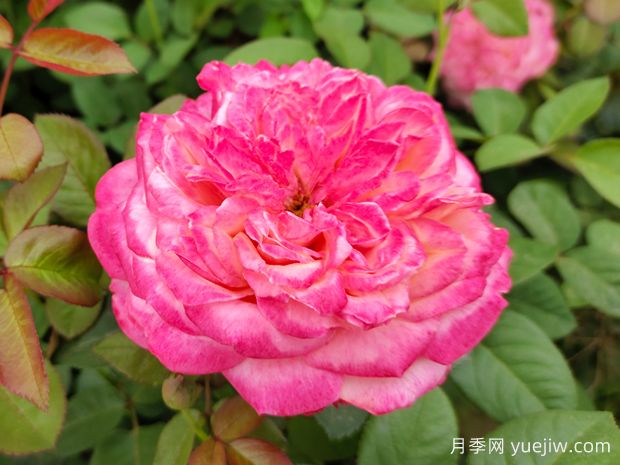 花園植物三姐妹：月季、繡球、鐵線蓮(圖1)