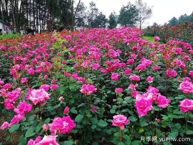 月季名園：達州成都山花纖谷玫瑰園(圖1)